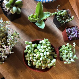 Dor added a photo of their purchase