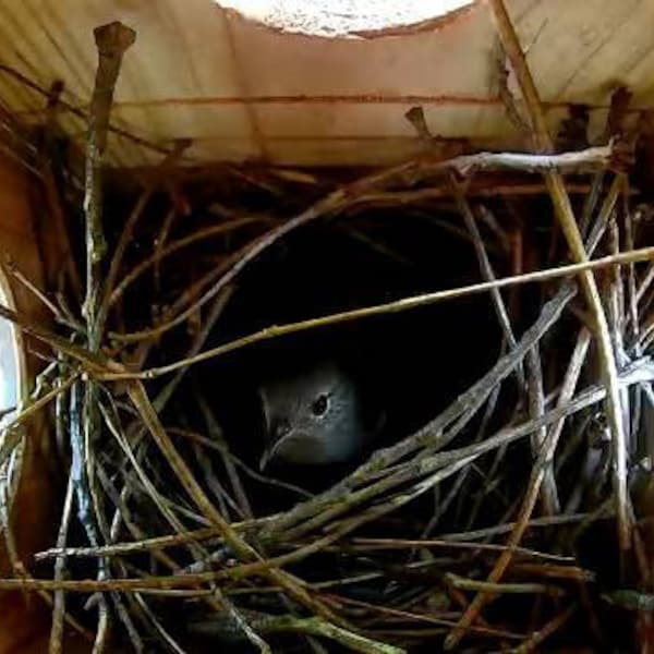 Barred Owl Nesting Box With Solar Powered PIR Wifi Camera Opossum