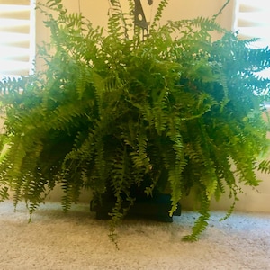 Eileen added a photo of their purchase
