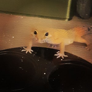 SpavVy added a photo of their purchase