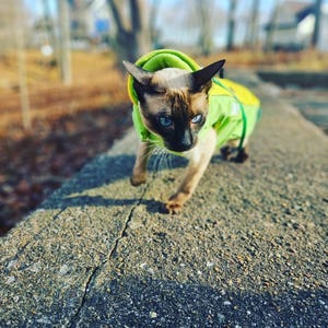 Adventure Cat Wnter Jacket: Softshell, Thinsulate, Polar Fleece