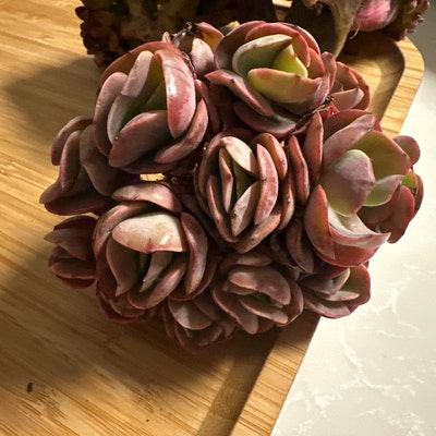 2" Rare Succulent Echeveria 'Honey Melon', Live Succulents Plants Fully Rooted in 2" Rare Succulent Echeveria 'Honey Melon', Live Succulents Plants Fully Rooted in
