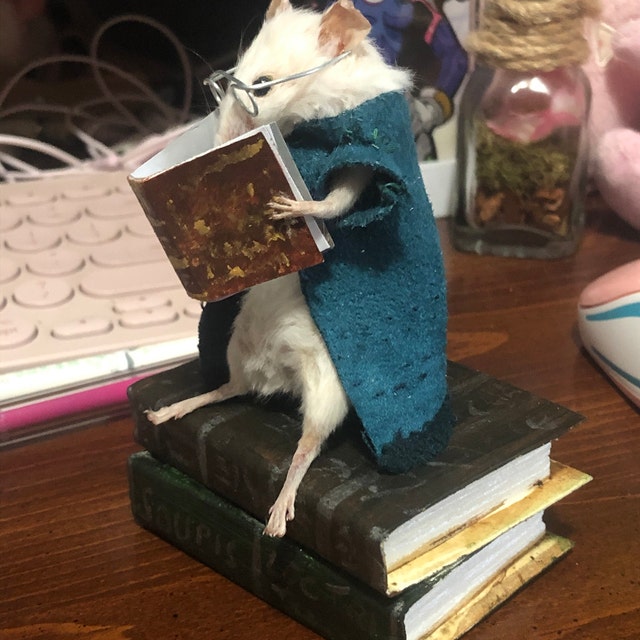 Taxidermie Rat Lecteur - Curiosité, Cabinet De Curiosités, Neuf, Fabriqué En France