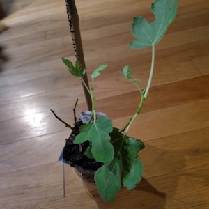 Marcia ha añadido una foto de su compra