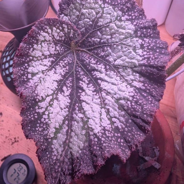 Peperomia 'ruby Ripple' - Etsy