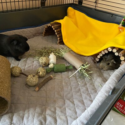 Photo inspiration: Gallery Detail: Guineadad Fleece Liner 2 0 Guinea Pig Fleece Cage Liners