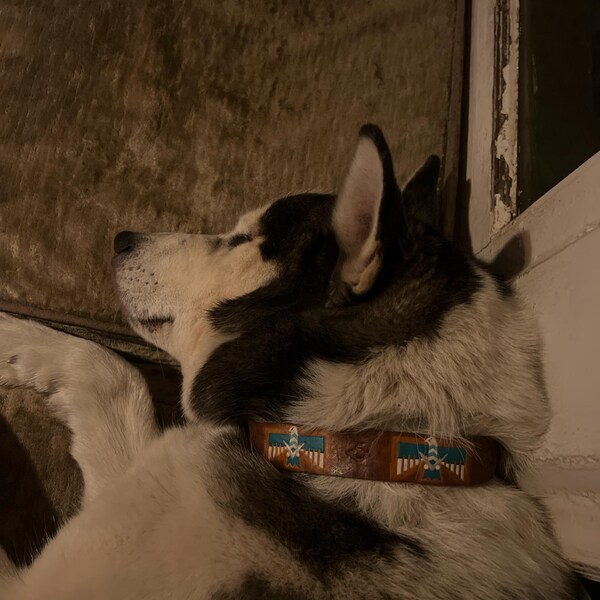 Western Tooled Dog Collar