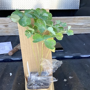 Etsy-Käufer:in hat ein Foto des gekauften Artikels hinzugefügt