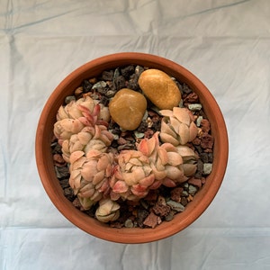 Michelle ha añadido una foto de su compra