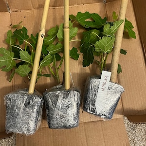 Stephenie ha añadido una foto de su compra