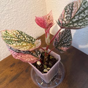 Nails added a photo of their purchase