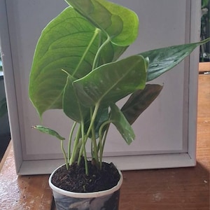 Tarren added a photo of their purchase