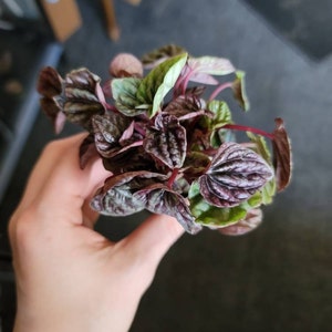 Peperomia 'ruby Ripple' - Etsy