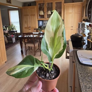 kimberly added a photo of their purchase
