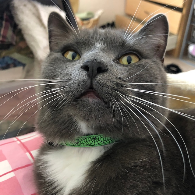 Grey Cat Wearing Halloween Green Spider Collar