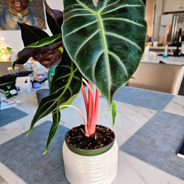 Alocasia Morroco Pink Dragon in 4