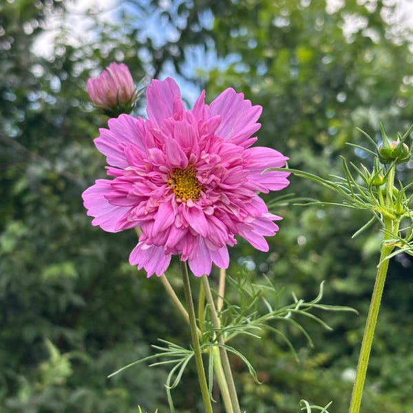 Double Click Rose Bon Bon Cosmos Seeds, Cosmos Bippinatus CO1625 - Etsy