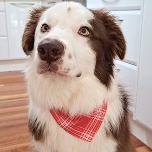 Chad adicionaram uma foto da sua compra