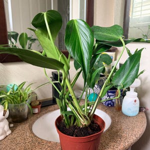 Adriana added a photo of their purchase