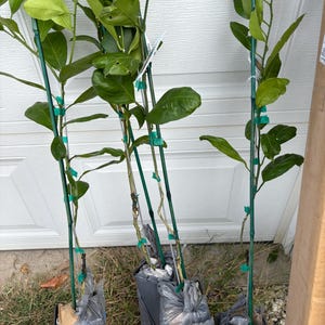 Zachary added a photo of their purchase
