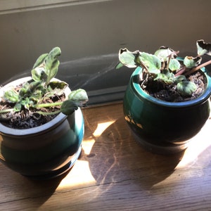 Janet added a photo of their purchase