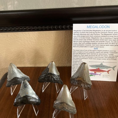 Real Megalodon Tooth Fossil - Etsy
