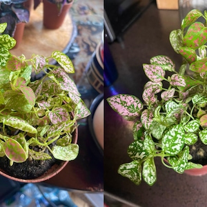 Brandi added a photo of their purchase