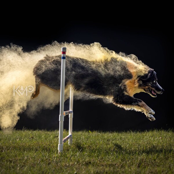 Ama-zing Dog Agility Training Weave Poles Straight, Slanted, Channeled ...