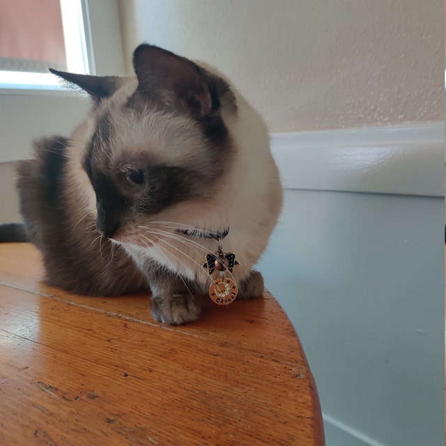 Personalized Pet ID Tags and Memorials tags by TAZZPETTAGS