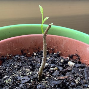 Tina ha añadido una foto de su compra