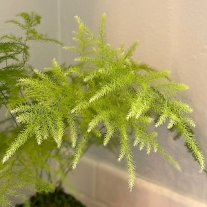 Maxx ha aggiunto una foto del proprio acquisto