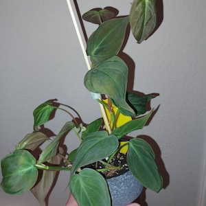 Debbie added a photo of their purchase