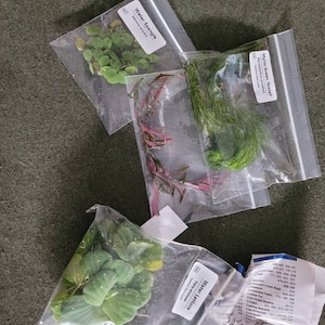 Manda hat ein Foto des gekauften Artikels hinzugefügt