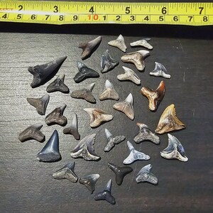 良質の化石サメの歯30本 - 完全な化石サメの歯30本入りバッグ - 小型