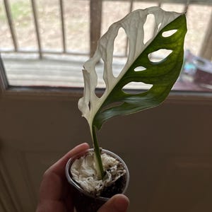 Amanda added a photo of their purchase
