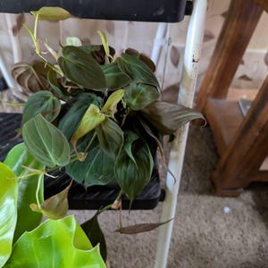 Sarah added a photo of their purchase