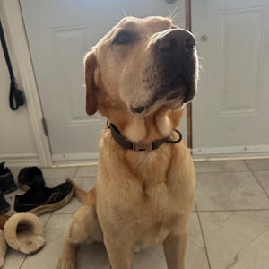 Shannon heeft een foto van de aankoop toegevoegd