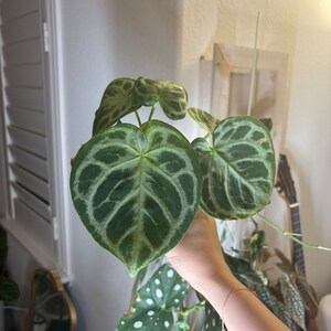 angie added a photo of their purchase