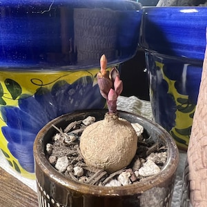 Sonya added a photo of their purchase