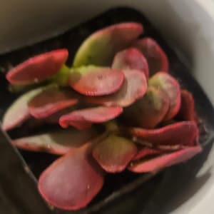 Tenisha added a photo of their purchase