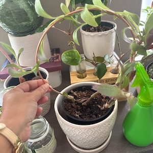 Yasenia added a photo of their purchase