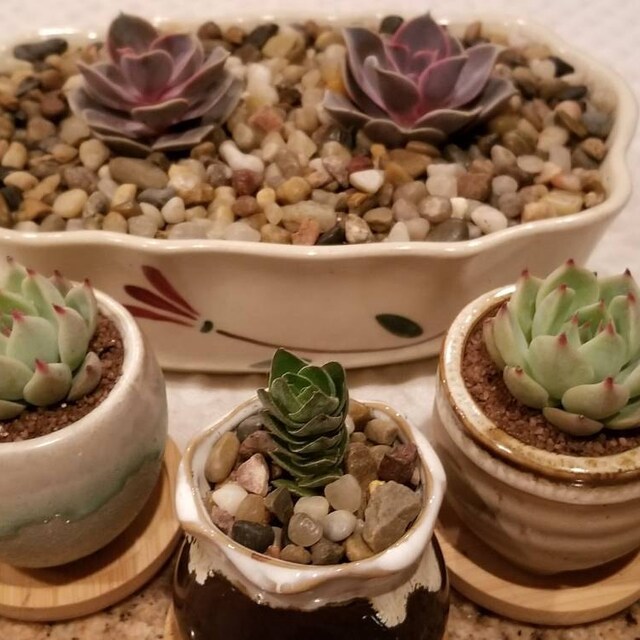 echeveria classic french trnusers サイズ2 F00001374.png