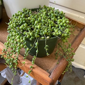 Sebrena added a photo of their purchase