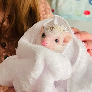 Kate さんが購入した商品の写真を追加しました