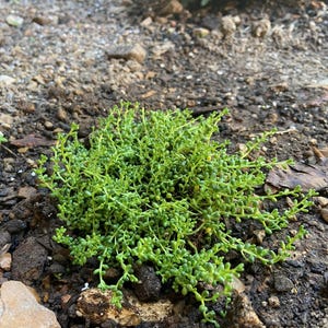 Sedum Album 'baby Tears' | Dwarf Carpet Stonecrop Succulent
