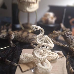 本物のヘビの骨格の剥製：ゴシック魔術の装飾、倫理的に調達 - Etsy 日本