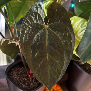 Anthurium Amazon Diamond - (A. Besseae Aff X A. Luxurians) - Etsy