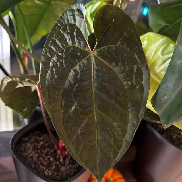 Anthurium Amazon Diamond - (A. Besseae Aff X A. Luxurians) - Etsy