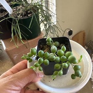 Gabriela added a photo of their purchase