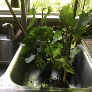 Debra ha añadido una foto de su compra